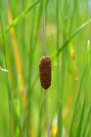 Bebladerde lisdodde; Graceful Dwarf Cattail; Typha laxmannii