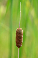 Bebladerde lisdodde; Graceful Dwarf Cattail; Typha laxmannii