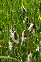 Bebladerde lisdodde; Graceful Dwarf Cattail; Typha laxmannii