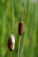 Bebladerde lisdodde; Graceful Dwarf Cattail; Typha laxmannii