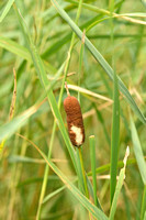 Typha laxmannii