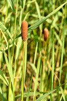 Typha laxmannii