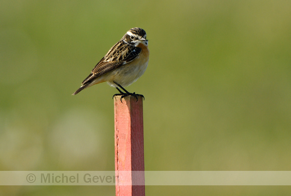 Paapje;Whinchat; Saxicola rubetra