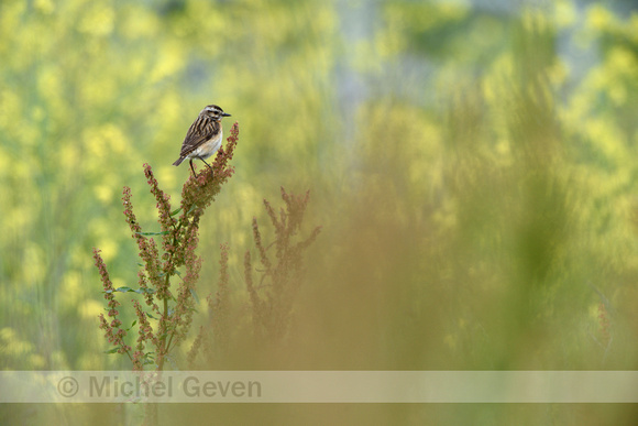 Paapje; Whinchat; Saxicola rubetra