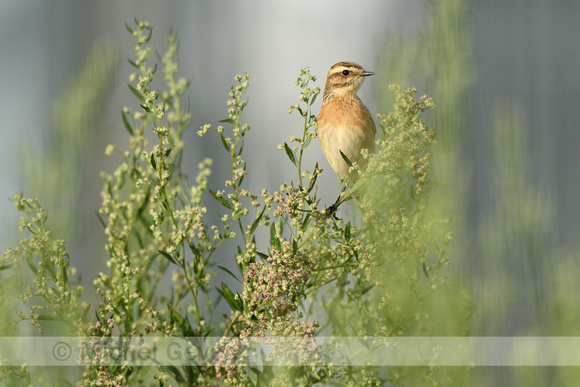 Paapje; Whinchat; Saxicola rubetra