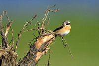 Paapje; Whinchat; Saxicola rubetra