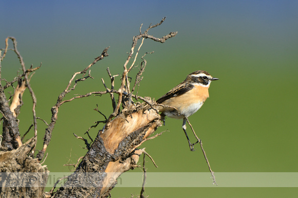 Paapje; Whinchat; Saxicola rubetra