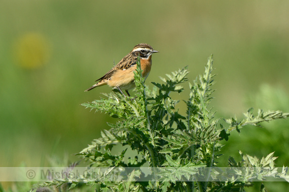 Paapje; Whinchat; Saxicola rubetra