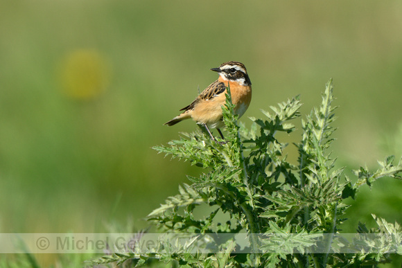 Paapje; Whinchat; Saxicola rubetra