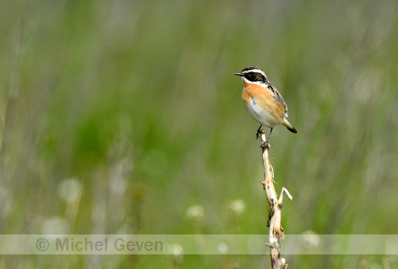 Paapje;Whinchat; Saxicola rubetra