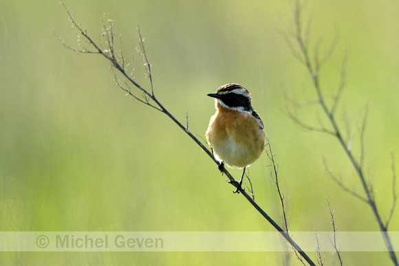 Paapje;Whinchat; Saxicola rubetra