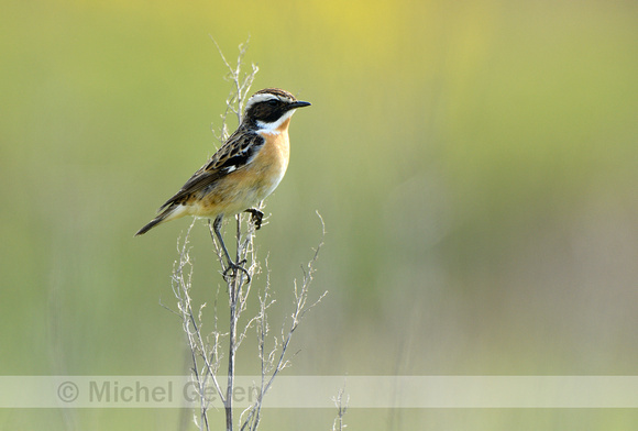 Paapje;Whinchat; Saxicola rubetra