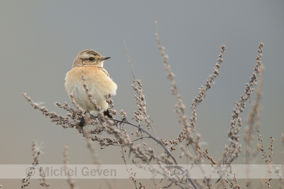 Paapje; Whinchat; Saxicola rubetra