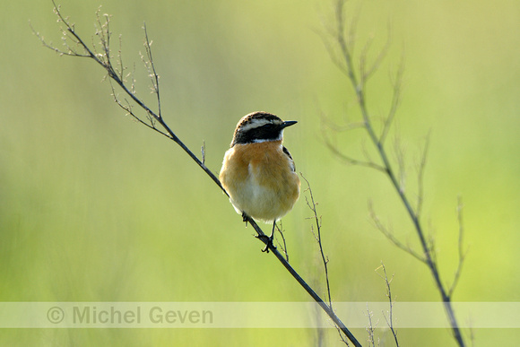 Paapje;Whinchat; Saxicola rubetra