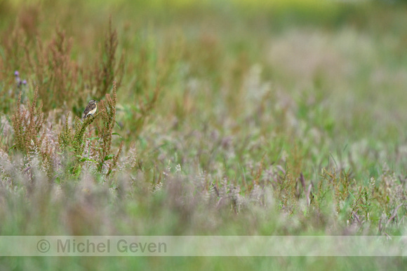 Paapje; Whinchat; Saxicola rubetra