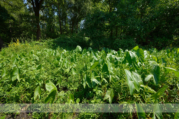 Breed pijlkruid; Duck-potato; Sagittaria latifolia