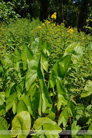 Breed pijlkruid; Duck-potato; Sagittaria latifolia