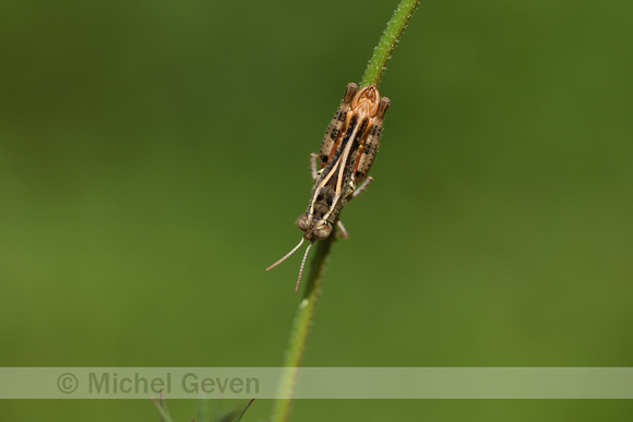 Kleine rozevleugel; Pygmy Pincer Grasshopper; Calliptamus sicili