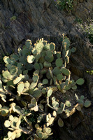 Cactus apple; Opuntia engelmannii;