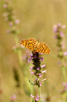 Paarse parelmoervlinder; Violet Fritillary; Boloria dia