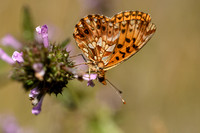 Paarse parelmoervlinder; Violet Fritillary; Boloria dia