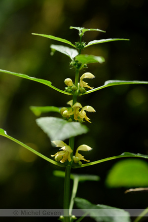 Grote Gele dovenetel; Lamiastrum galeobldolon subsp. montanum
