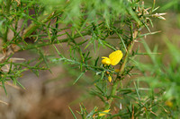 Ulex parviflorus