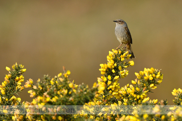 Heggenmus; Dunnock; Prunella modularis