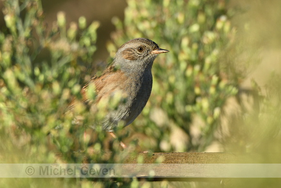 Heggenmus; Dunnock; Prunella modularis