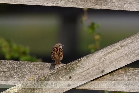 Heggenmus; Dunnock; Prunella modularis