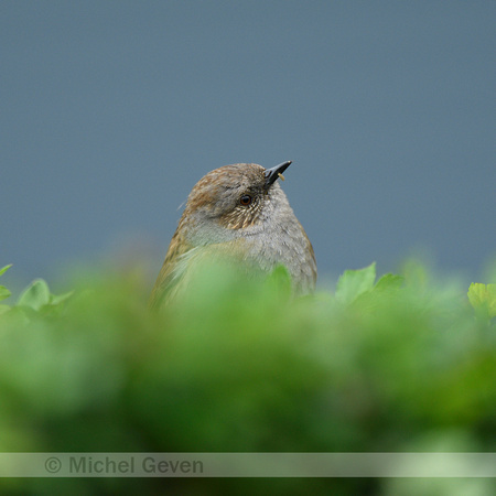 Heggenmus; Dunnock; Prunella modularis