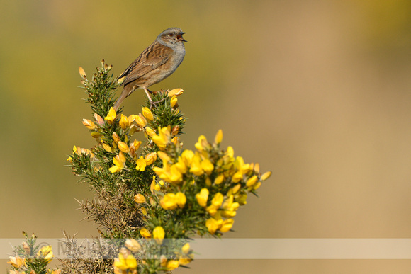 Heggenmus; Dunnock; Prunella modularis