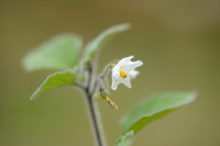 Donsnachtschade; Hairy nightshade; Solanum villosum