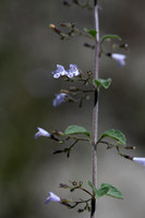 Bergsteentijm; Wood calamint; Clinopodium menthifolium