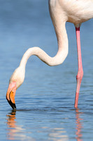 Flamingo; Greater Flamingo; Phoenicopterus ruber