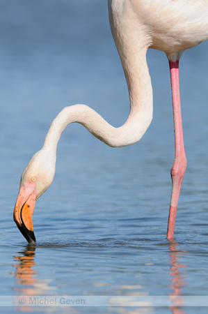 Flamingo; Greater Flamingo; Phoenicopterus ruber
