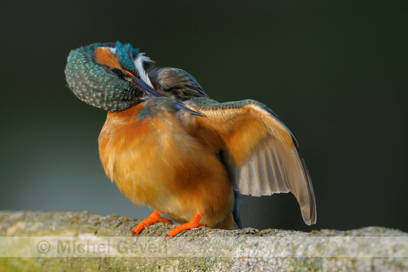 IJsvogel; Kingfisher; Alcedo atthis