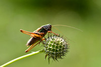 Heidesabelsprinkhaan - Bog Bush-cricket - Metrioptera brachyptera