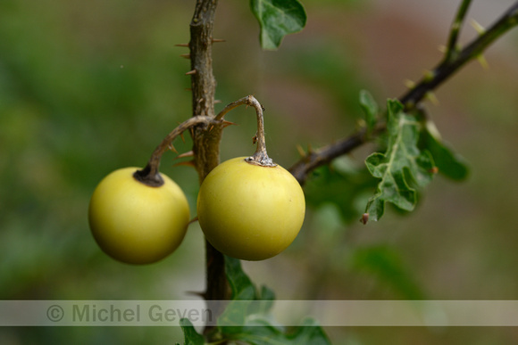 Sodomsappel; Apple of Sodom; Solanum linnaeanum