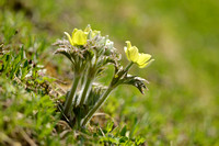 Alpenanemoon - Alpine pasqueflower - Pulsatilla alpina subsp. apiifolia