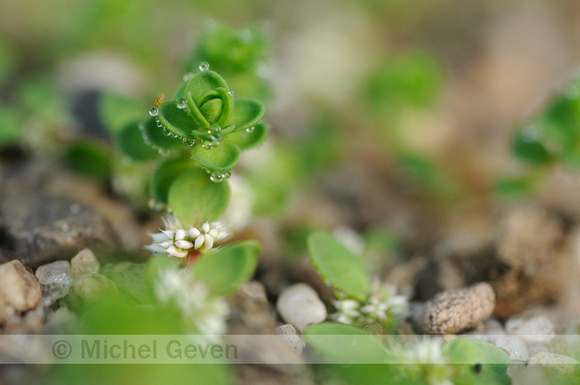 Grondster; Coral-necklace; Illecebrum verticillatum