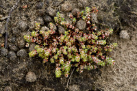 Grondster; Coral-necklace; Illecebrum verticillatum