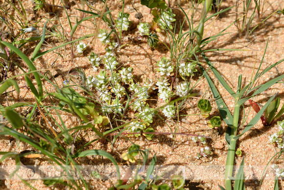 Grondster; Coral-necklace; Illecebrum verticillatum