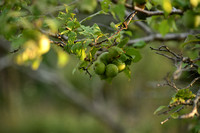 Brianonpruim; Alpine apricot; Prunus brigantina