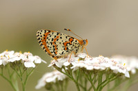 Tweekleurige Parelmoervlinder; Spotted Fritillary; Melitaea Didy