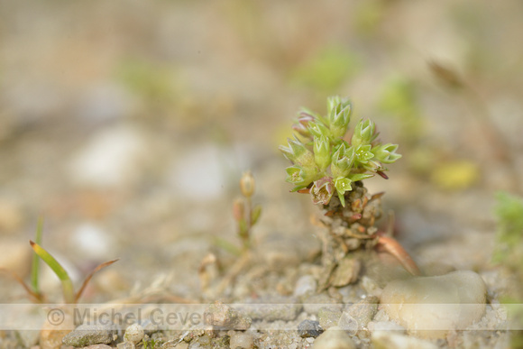 Kleine Hardbloem; Scarce Annual Knawel; Scleranthus annuus subsp. polycarpos