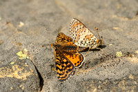 Tweekleurige Parelmoervlinder; Spotted Fritillary; Melitaea Didy