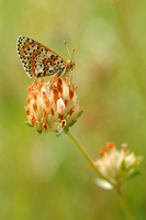 Knoopkruidparelmoervlinder; Melitaea phoebe; Knapweed Fritillary