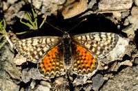 Tweekleurige Parelmoervlinder -  Spotted Fritillary -  Melitaea Didyma
