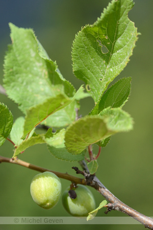 Brianon Pruim; Prunus brigantina